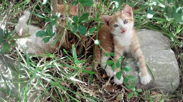 朱婷赛场怒吼提振全队士气,朱婷打比赛视频